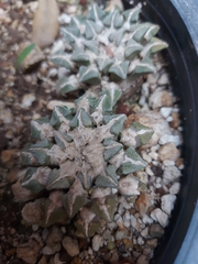 Ariocarpus kotschoubeyanus