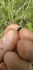 Blapstinus discolor