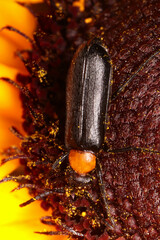 Nemognatha nemorensis