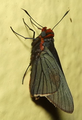 Pyrrhopygopsis socrates