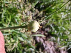 Allium validum