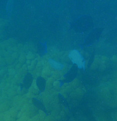 Atlantic Blue Tang