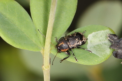 Pachybrachis luridus