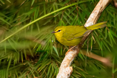 Myiothlypis flaveola