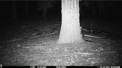 Glaucomys oregonensis