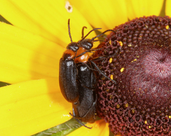 Nemognatha nemorensis