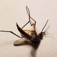 Psorophora cyanescens