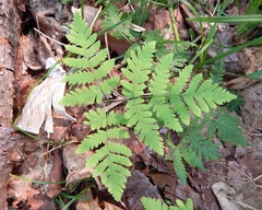 Gymnocarpium dryopteris