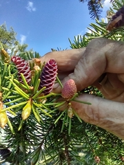 Picea breweriana