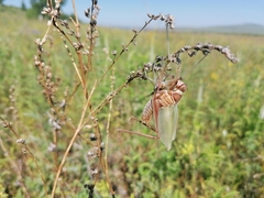 Gampsocleis sedakovii