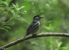 Pachyramphus marginatus