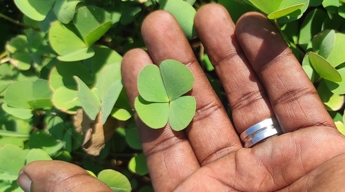Image of Marsilea minuta by (c) renjus box, some rights reserved (CC BY)