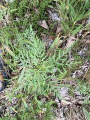 Ambrosia porcheri