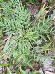 Ambrosia porcheri