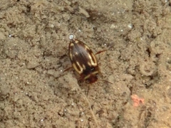 Hydroglyphus japonicus