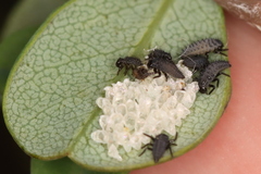 Pachybrachis luridus