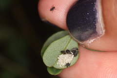 Pachybrachis luridus