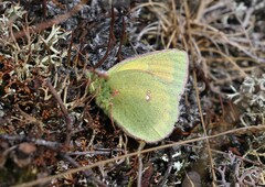 Colias canadensis
