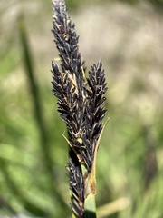 Carex straminiformis