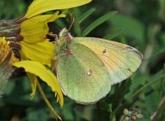 Colias canadensis