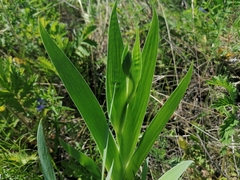 Iris dichotoma