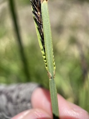 Carex straminiformis