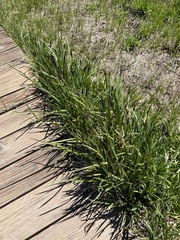 Carex straminiformis