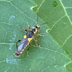 Trypherus frisoni