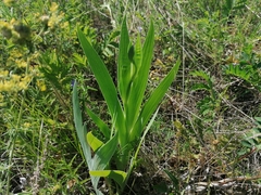 Iris dichotoma