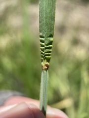 Carex straminiformis