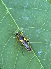 Trypherus frisoni