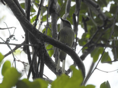 Pachycephala simplex