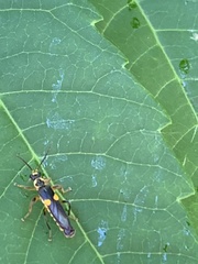 Trypherus frisoni