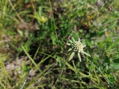 Scabiosa