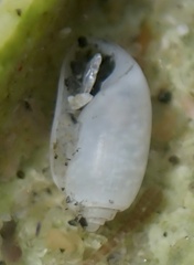 Acteocina inculta