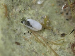 Acteocina inculta