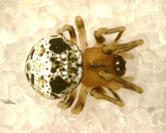 Wamba crispulus