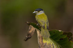 Green-Backed Becard photo 3