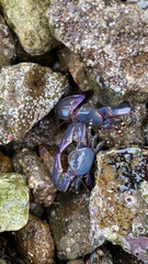 Petrolisthes violaceus