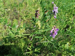 Vicia amoena