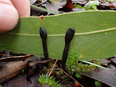 Geoglossum umbratile