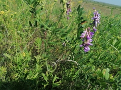 Vicia amoena