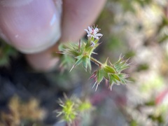 Dodecahema leptoceras