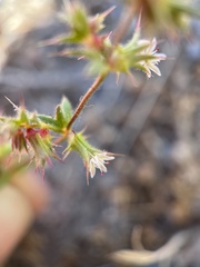 Dodecahema leptoceras