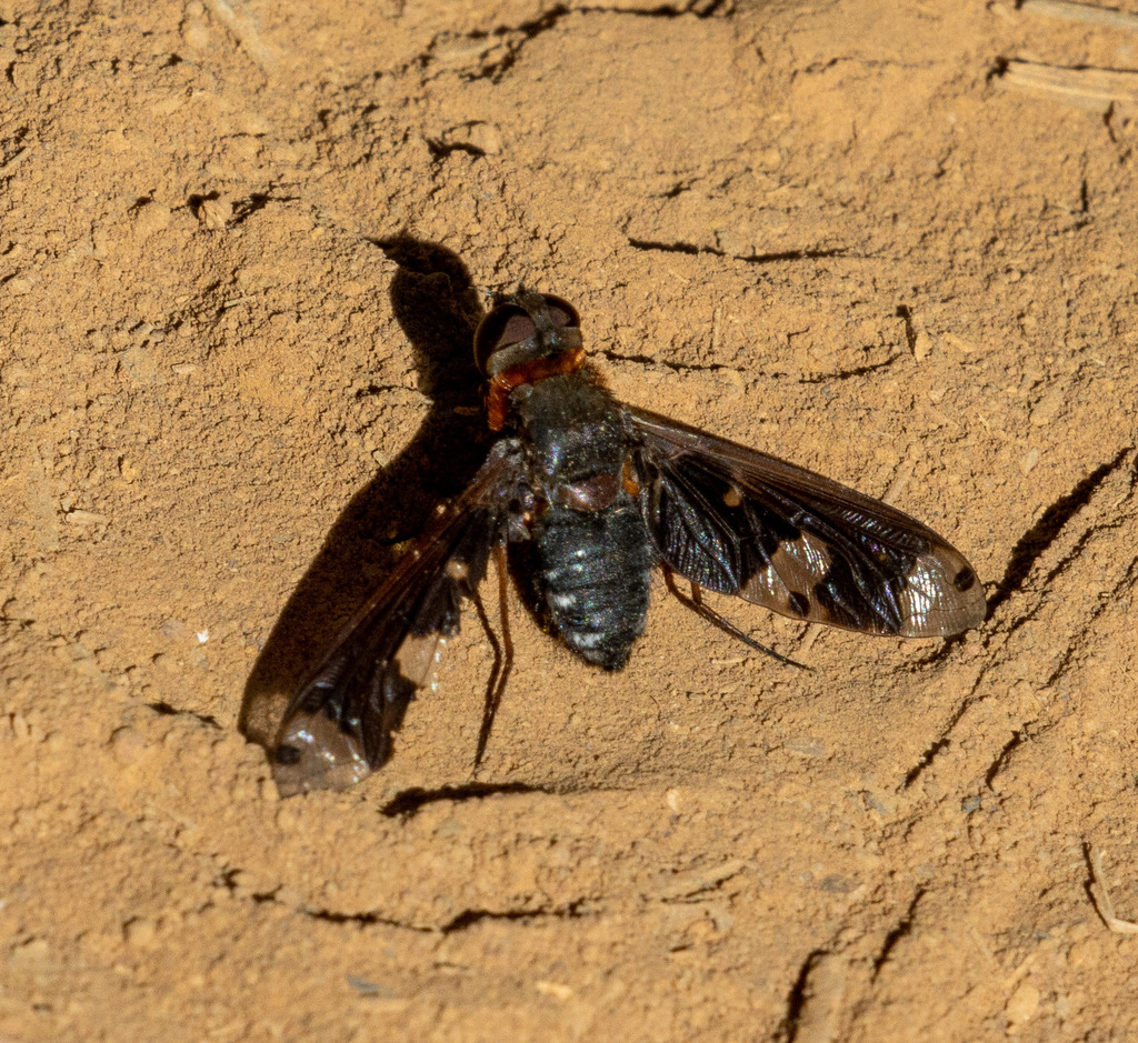 Nyia proserpina