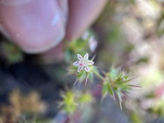 Dodecahema leptoceras