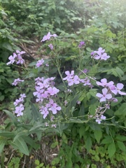 Hesperis matronalis
