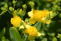 Hypericum swinkianum