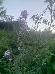 Hesperis matronalis
