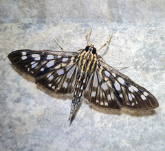 Pygospila bivittalis